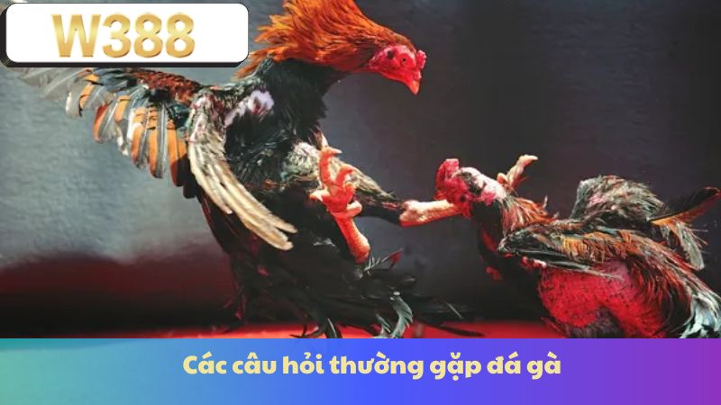 Các câu hỏi thường gặp đá gà