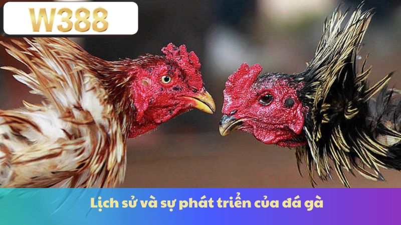 Lịch sử và sự phát triển của đá gà