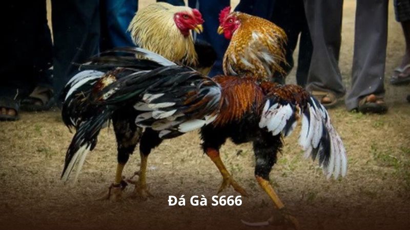Đá Gà S666 – Trực Tiếp Những Trận Đấu Đỉnh Cao Mỗi Ngày