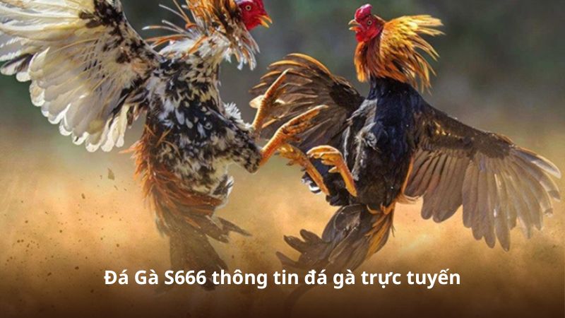 Đá Gà S666 thông tin đá gà trực tuyến